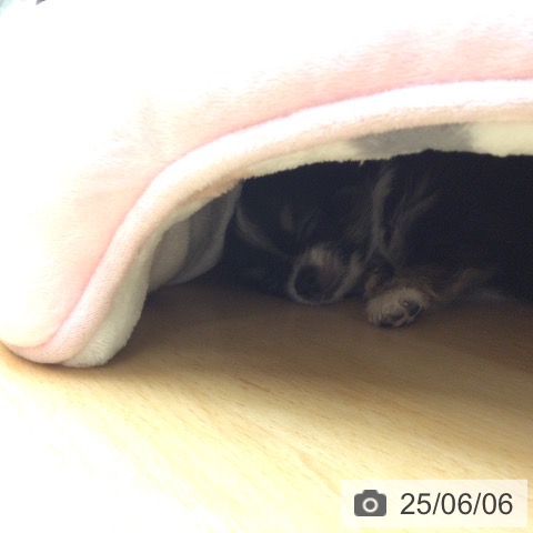 チワワの写真