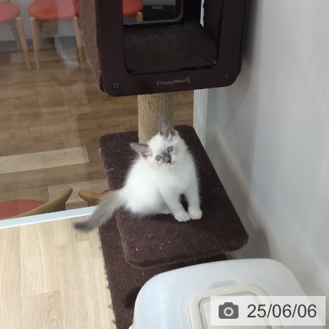 ラグドールの写真