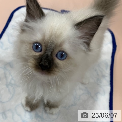 ラグドールの写真