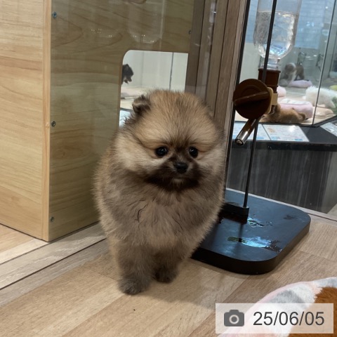 ポメラニアンの写真