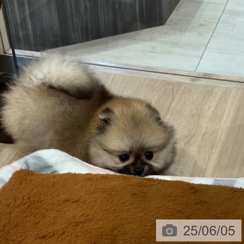 ポメラニアンの写真