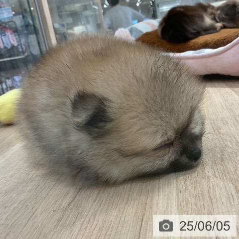 ポメラニアンの写真