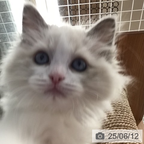 ラグドールの写真