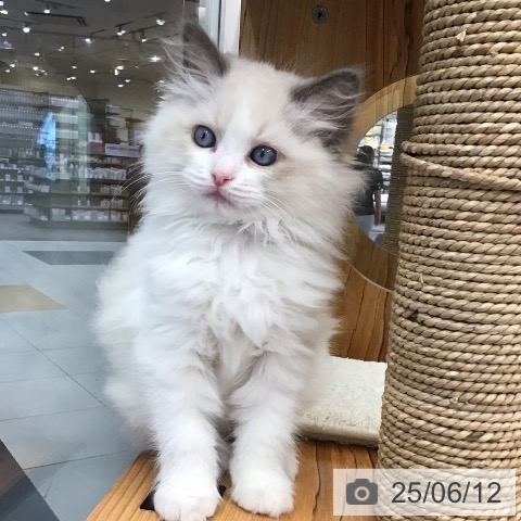 ラグドールの写真