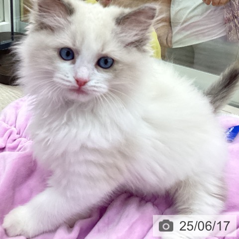 ラグドールの写真