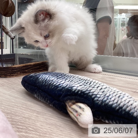 ラグドールの写真