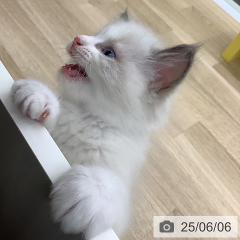 ラグドールの写真