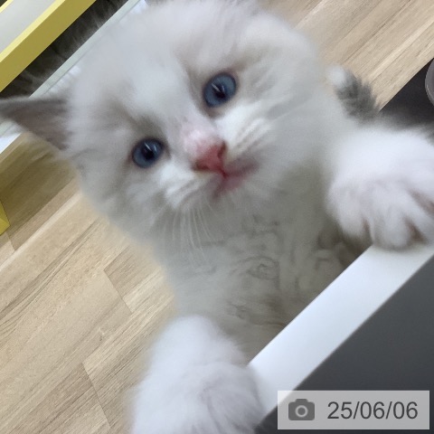ラグドールの写真