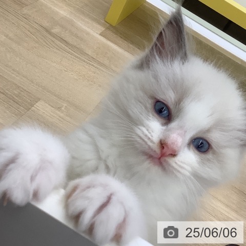 ラグドールの写真