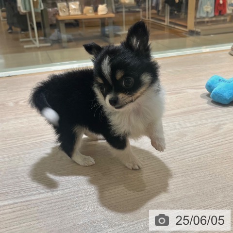 チワワの写真