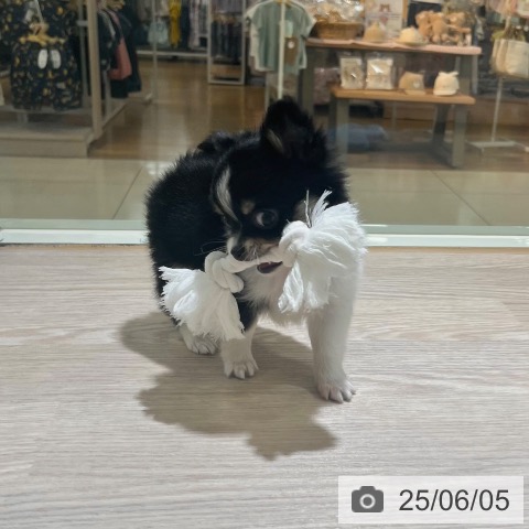 チワワの写真