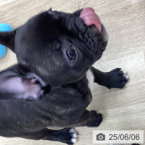 フレンチ・ブルドッグの写真