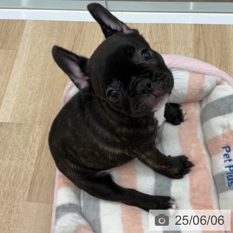 フレンチ・ブルドッグの写真
