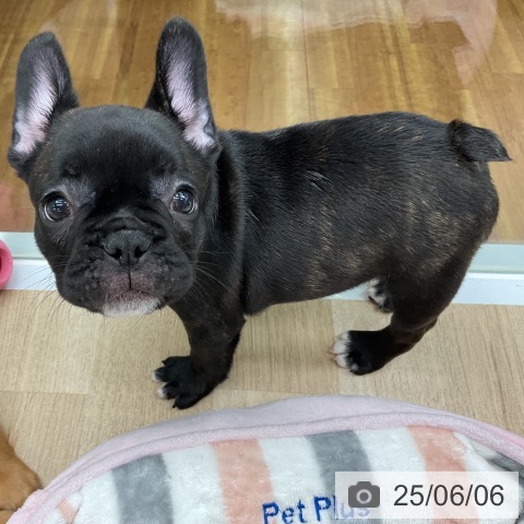 フレンチ・ブルドッグの写真