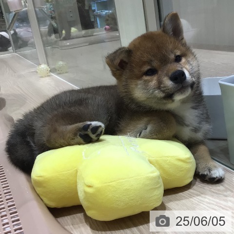 柴の写真