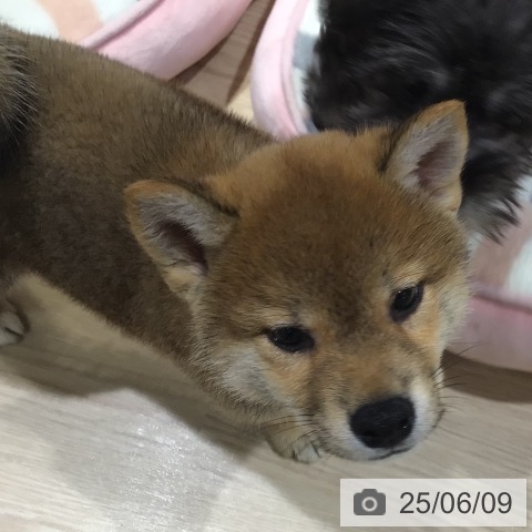 柴の写真