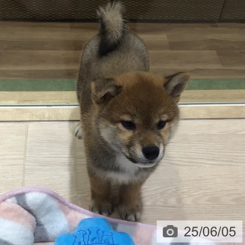 柴の写真