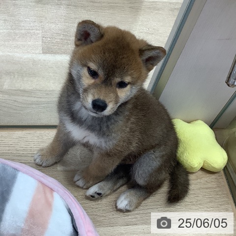 柴の写真