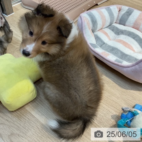 シェットランド・シープドッグの写真