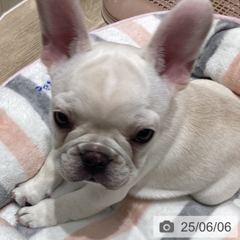 フレンチ・ブルドッグの写真