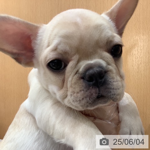 フレンチ・ブルドッグの写真