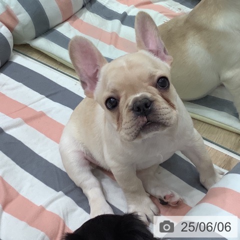 フレンチ・ブルドッグの写真