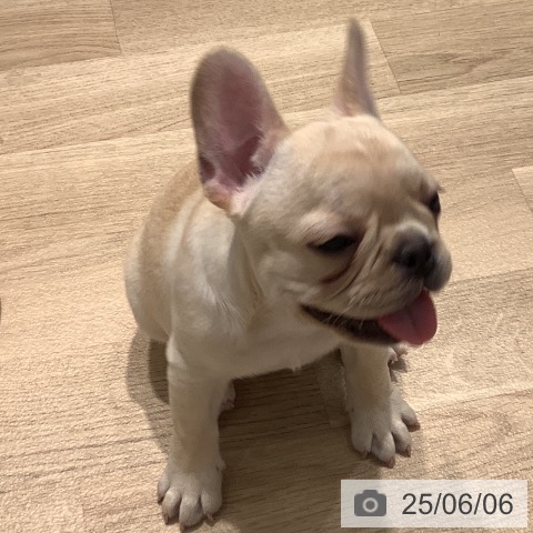 フレンチ・ブルドッグの写真