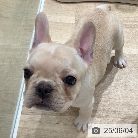 フレンチ・ブルドッグの写真