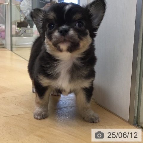 チワワの写真