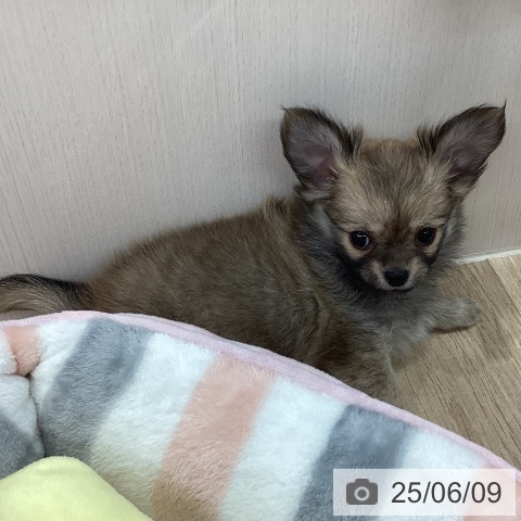 チワワの写真