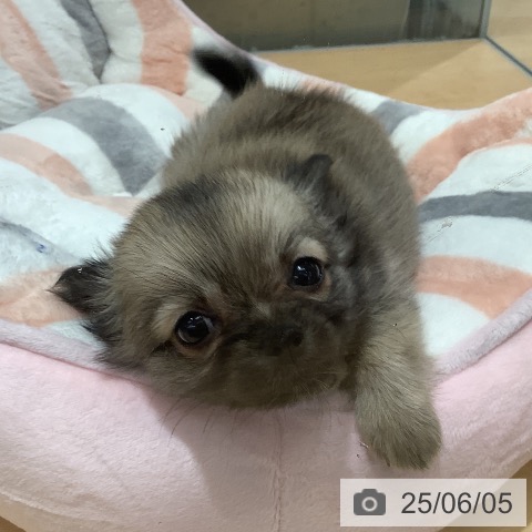 チワワの写真