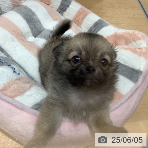 チワワの写真