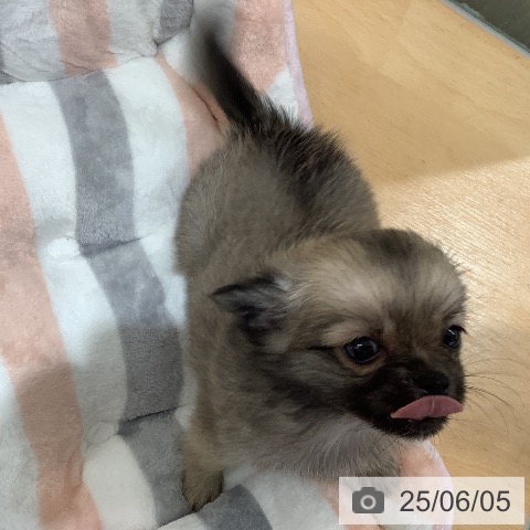 チワワの写真