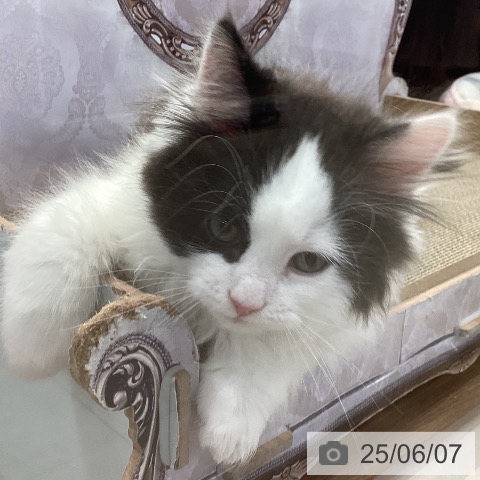 サイベリアンの写真