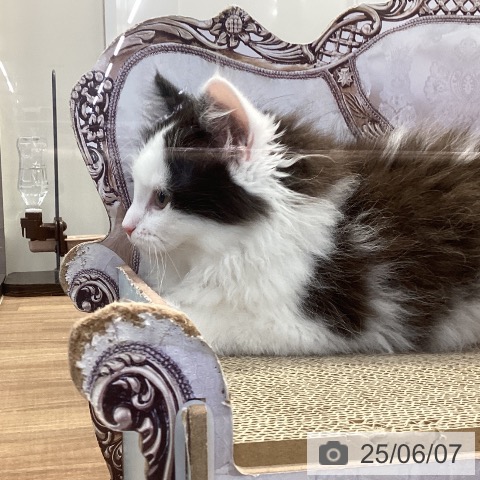 サイベリアンの写真