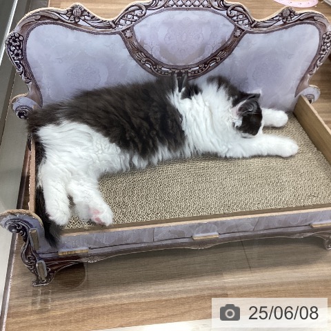 サイベリアンの写真