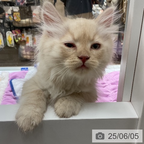 サイベリアンの写真