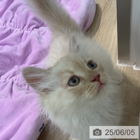 サイベリアンの写真