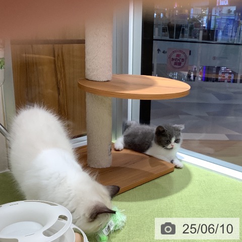 スコティッシュフォールドの写真