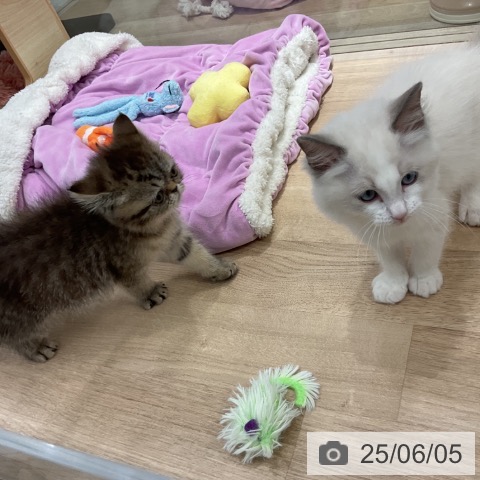 エキゾチックの写真