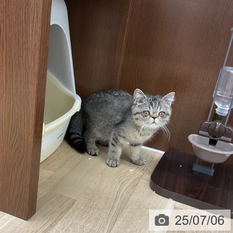 エキゾチックの写真