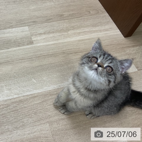 エキゾチックの写真