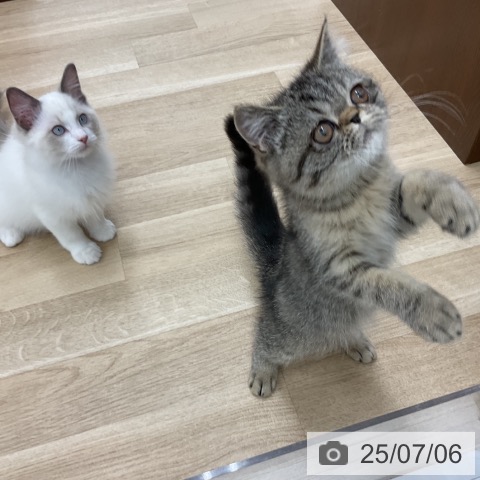 エキゾチックの写真