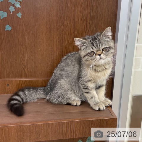 エキゾチックの写真