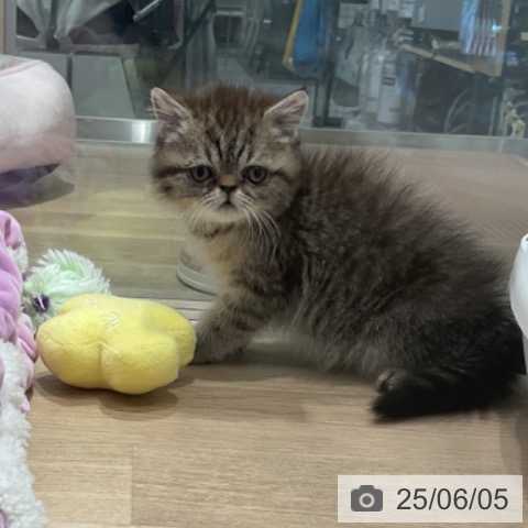 エキゾチックの写真