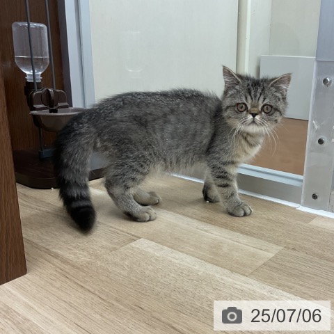 エキゾチックの写真