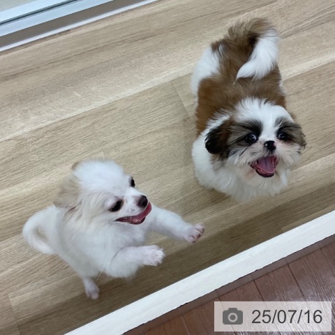 チワワの写真
