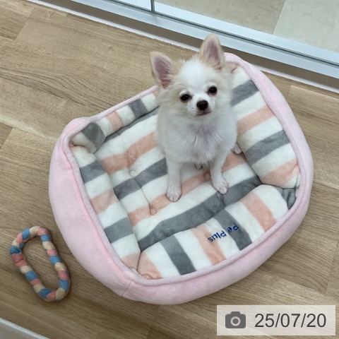 チワワの写真