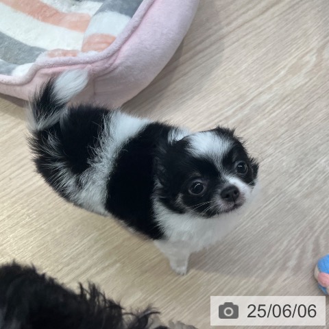 チワワの写真