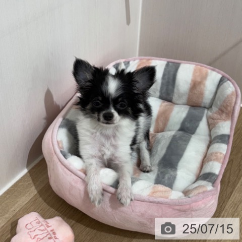 チワワの写真